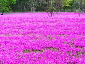 芝桜の名所 関東 おすすめ 7選 見ごろ アクセスまとめ 今日の話題 Com