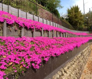 芝桜の名所 東海 静岡県 岐阜県おすすめ 10選 まとめ 今日の話題 Com