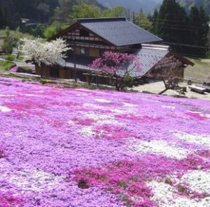 芝桜の名所 東海 静岡県 岐阜県おすすめ 10選 まとめ 今日の話題 Com